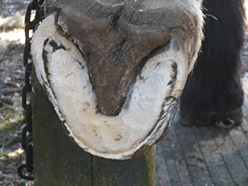 Close-up of a trimmed horse hoof with visible sole and frog