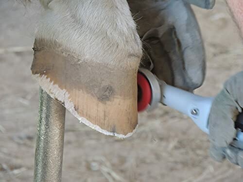 Trimming a horse's hoof with a tool