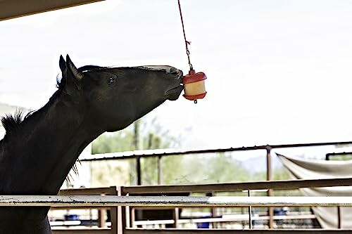 Horse playing with a hanging toy in a stable.